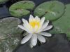 018_Water_Lilly.jpg