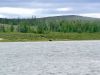 1459LK_Bear_crossing_Leaf_River.jpg