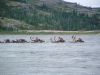 1540LK_Caribou_crossing_Leaf_River.jpg