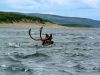 1931LK_Caribou_crossing_Leaf_River.jpg