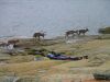 2161LC_Caribou_at_Leaf_River_Estuary_Lodge.jpg