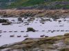 2193LC_Caribou_at_Leaf_River_Estuary_Lodge.jpg