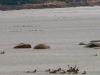 2194LC_Caribou_at_Leaf_River_Estuary_Lodge.jpg