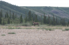 Caribou_IMG_7884.png