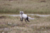 arctic_fox_image.png