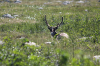 caribou_IMG_1109.png