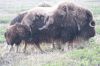 musk_ox_IMG_3908_copy.jpg