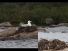 seagull_rock_nest_Slide008_copy.png